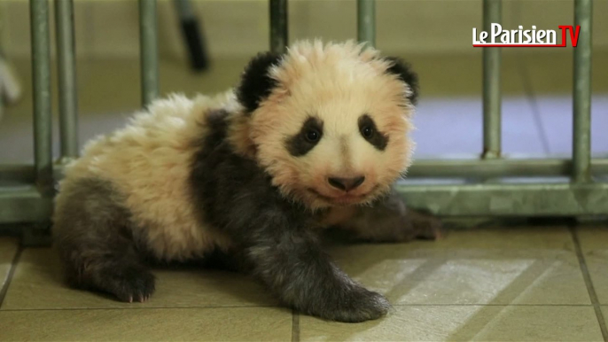 Beauval : le bébé panda s’appelle Yuan Meng