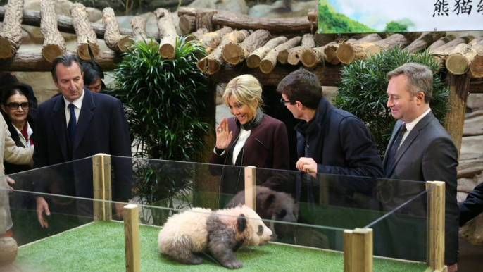 VIDEO. Bébé panda de Beauval : prononcez "Yuan Meng" !