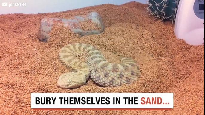 Snake Disappears In Sand!