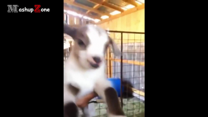 Cute Baby Goats - A Cute And Funny Baby Goats Compilation _ NEW HD-JmGSCIy7-kk.CUT.01'09-01'45