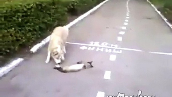 Chien VS chat mort... Enfin c'est ce qu'on croit