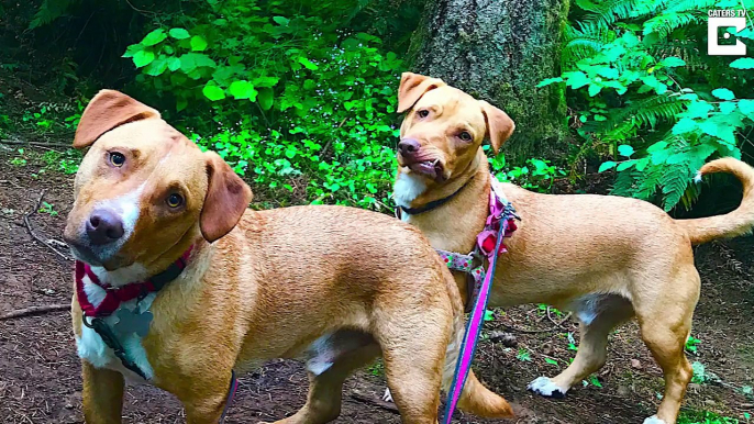 Rescue pup dubbed Picasso due to his wonky face finally adopted and working as a therapy dog after his brother’s sudden death