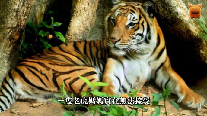 母虎喪子傷心不已，動物園讓小豬穿上「虎皮」結果竟…！