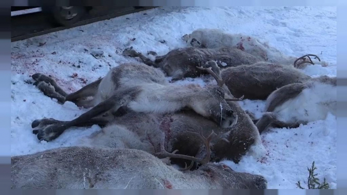 Norvegia, strage di renne sui binari