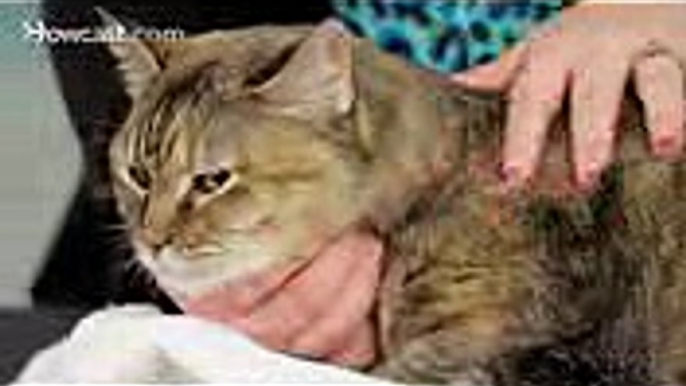 How to Groom a Cat's Eyes, Nose & Ears  Cat Care