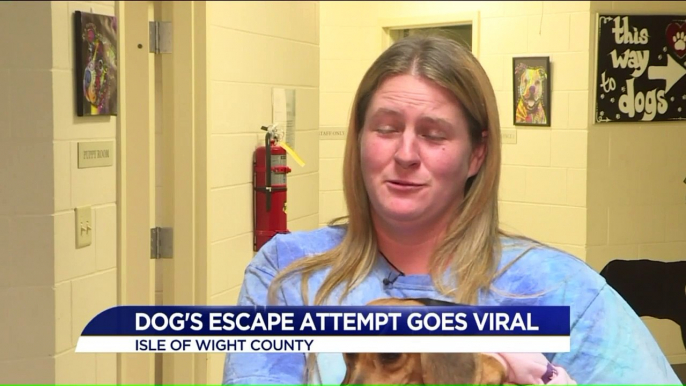 Video Shows Small Dog Scaling Shelter Cage in Escape Attempt