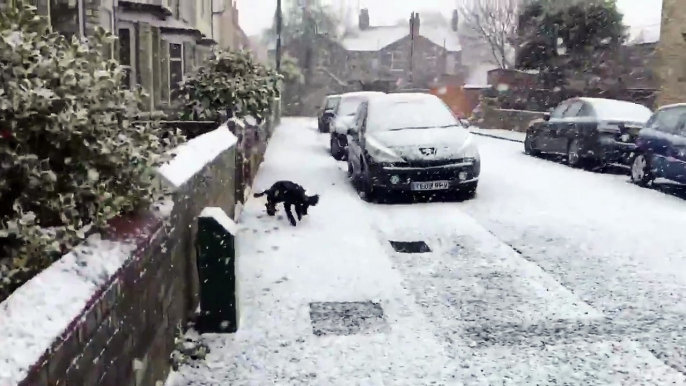 Première fois que ce chien voit la neige.. il devient fou de bonheur !