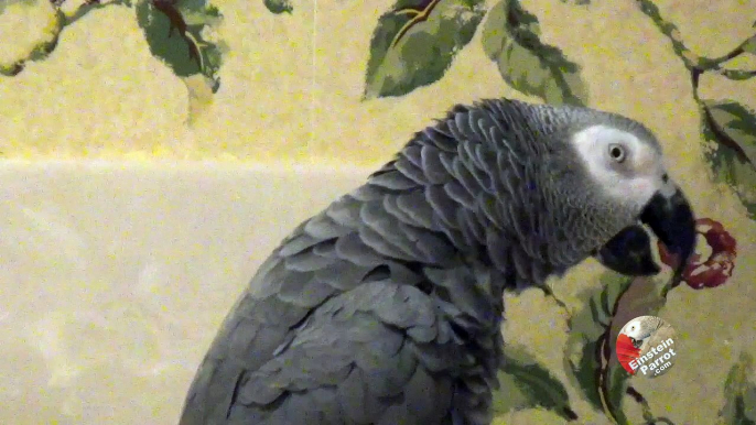 Entertaining parrot is an Elvis Presley tribute artist