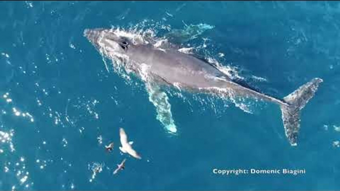 Drone Footage Shows Whales and Dolphins Swimming Off San Diego