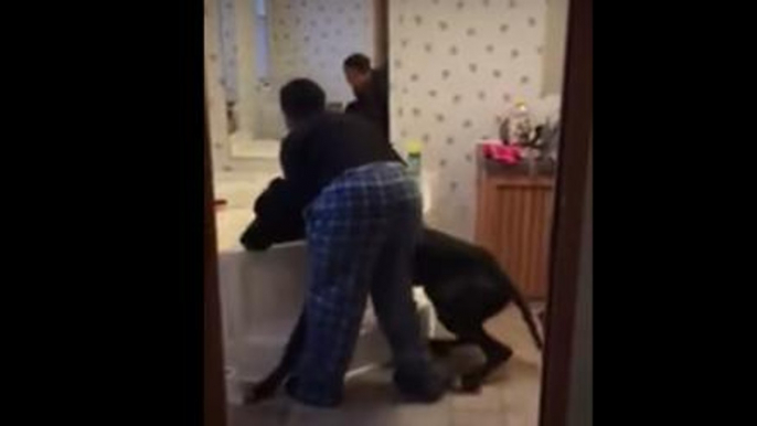 If You Try To Give A Dog The Size Of A Small Horse A Bath, You're Going To Have A Tough Time