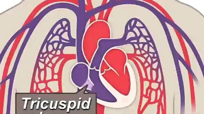 The Heart and Circulatory System - How They Work