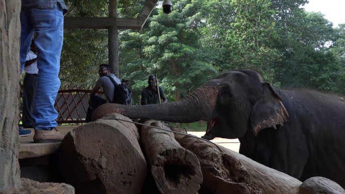 Elephant Peels and Eats a Banana