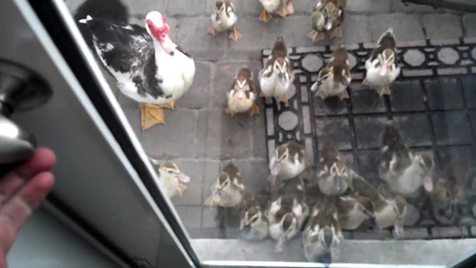 Tout ces bébé canards suivent cet homme à la trace et le prennent pour leur maman