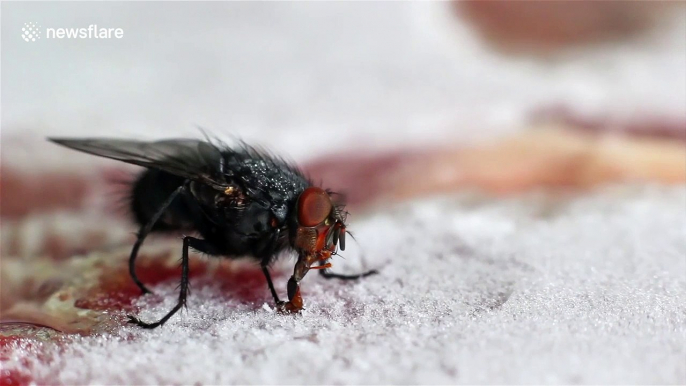 Greedy fly gets its tongue stuck on a frozen steak