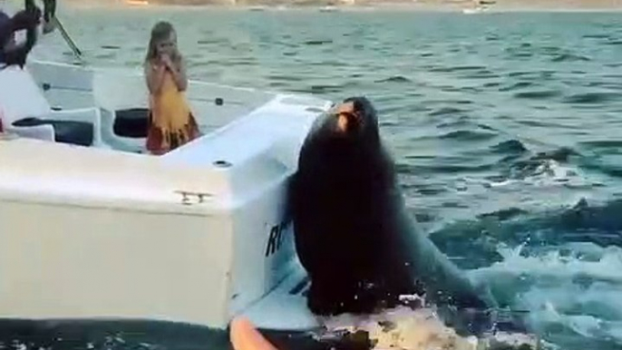 Ce gros phoque grimpe sur un bateau pour demander un poisson