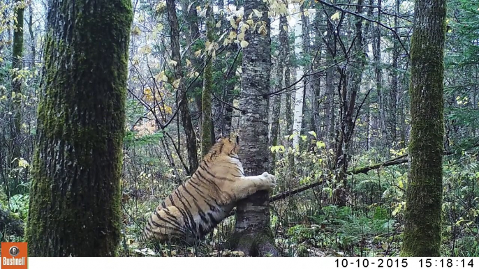 Il filme un tigre de Siberie sauvage en pleine nature... Des images incroyables