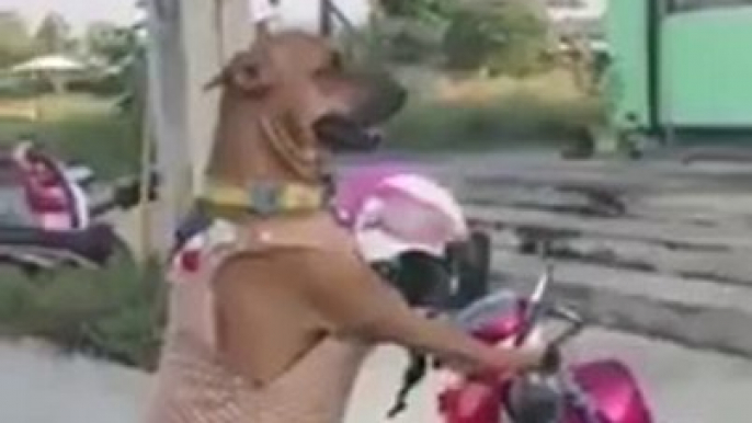 Ce chien attend son maitre assis sur son scooter... Pret à partir!