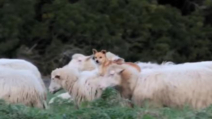 Extremely Lazy Dog Figures Out How To Hitch A Ride On A Sheep