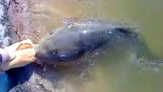 Cette énorme carpe vient manger son pain hors de l'eau... Pas timide du tout le poisson