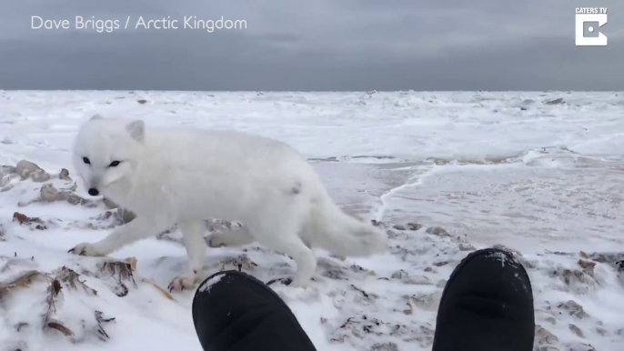 Un renard polaire vient à la rencontre d'un photographe sur la banquise !