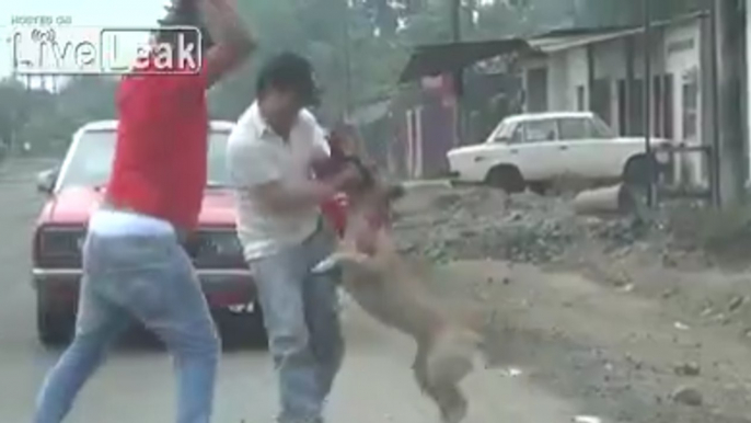 Brutal Scene Where A Man Is Attacked By A Pitbull