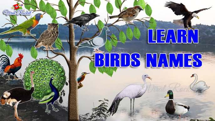 Learn Birds Names for Kids in english | Birds names with Pictures for Children, babies || Viral Rocket