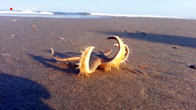 Pillan a una estrella de mar caminando en la orilla de una playa