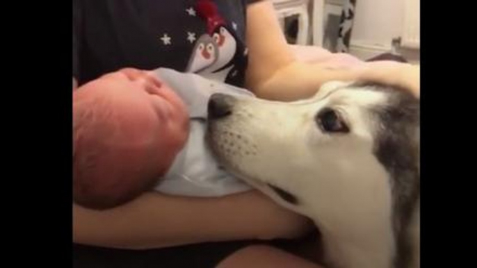 Husky Can't Take Her Eyes Off The Family's Newborn Baby