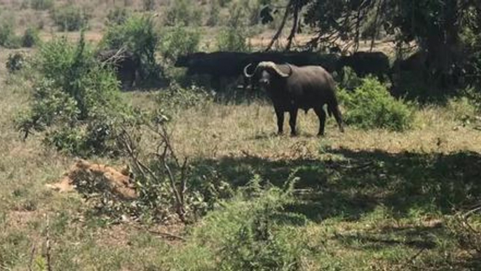 Water Buffalo Brutally Flips A Lion That Got Too Close To The Herd