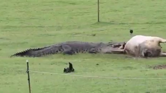 Crocodile Eats Cow In Front Of Shocked Australian Family