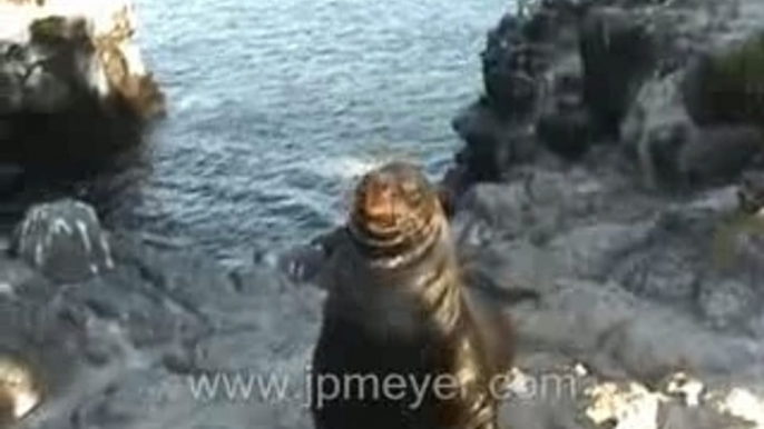 Galapagos Islands travel: Bull Sea Lion