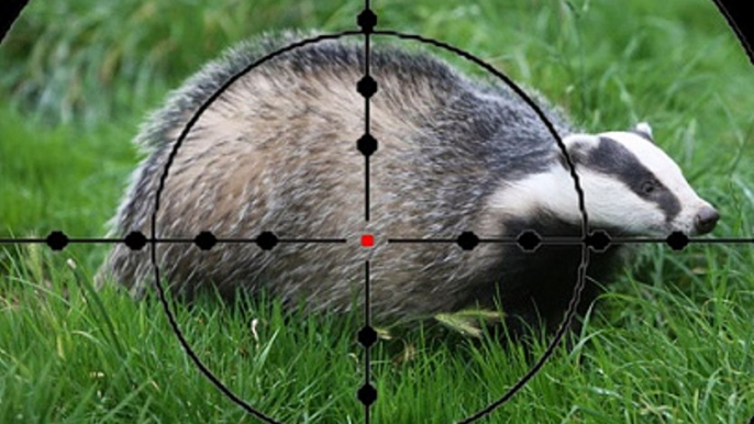 BBC Radio 4 - Farming Today - badger cull figures 22Dec17