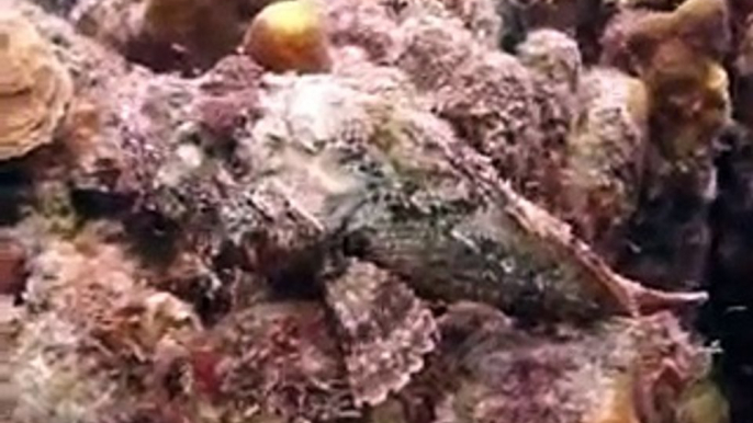 Master of camouflage & poisonous Scorpionfish
