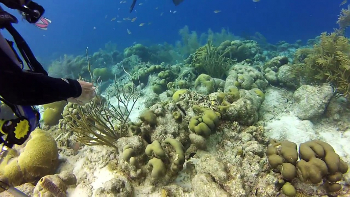 Octopus in Bonaire, be sure to change the video settings to HD for best quality