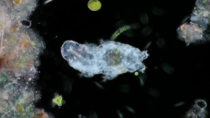 Scientists May Have Solved the Secret of the Water Bear