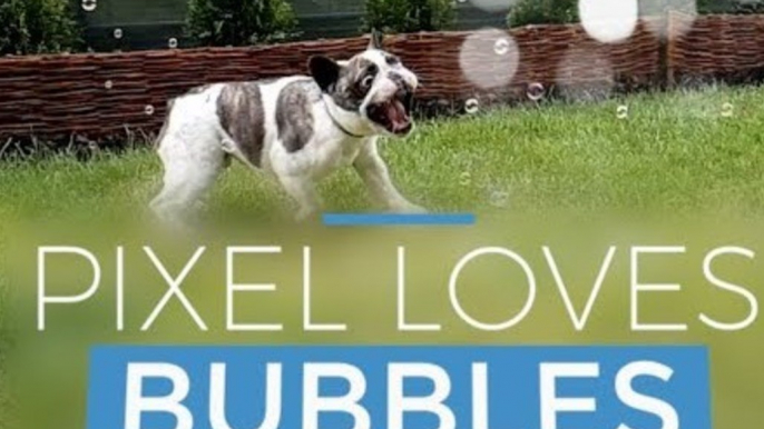 French Bulldog Jumps With Joy for Bubbles in Garden