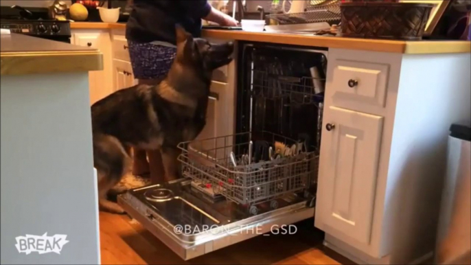 Quand ton chien t'aide à faire les taches ménagères... Berger allemand adorable