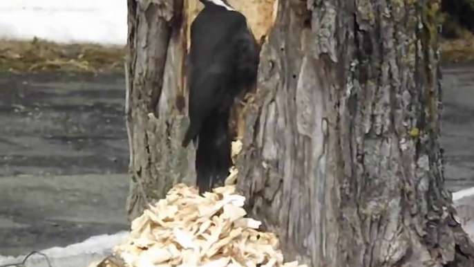 Ce pic vert est bien décidé à abattre l'arbre!