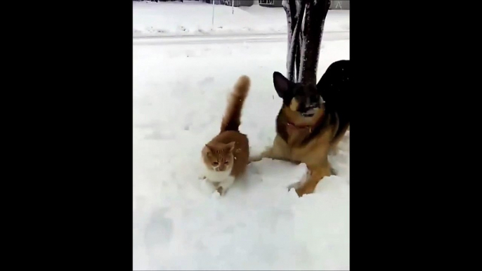 Ce chien est un gros enfoiré... pauvre chat