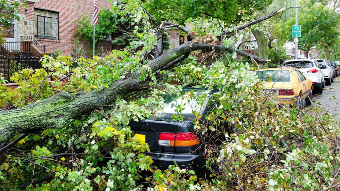 In the Wake of Natural Disasters, New Trees Bring Communities Hope and Healing | Arbor Day Foundation