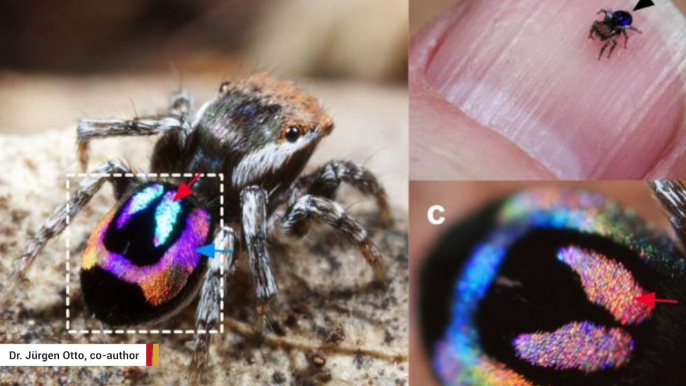 How Nature’s Smallest Rainbows Created By Spiders Could Help Humans