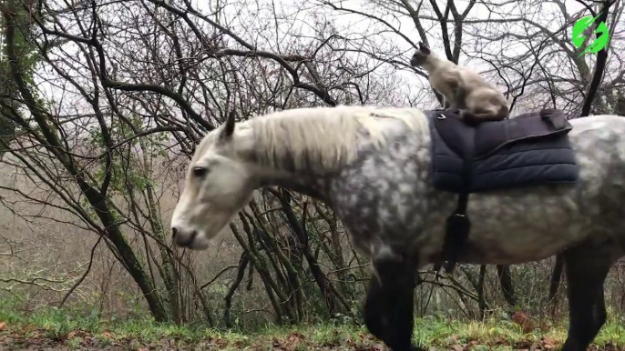 Ce chat fait du cheval... Adorable