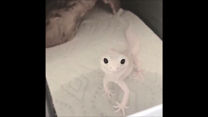 Cette animal mystérieux est à la fois adorable et un peu flippant