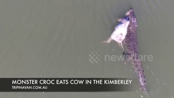 Ce crocodile monstrueux emporte une vache à l'eau pour la dévorer