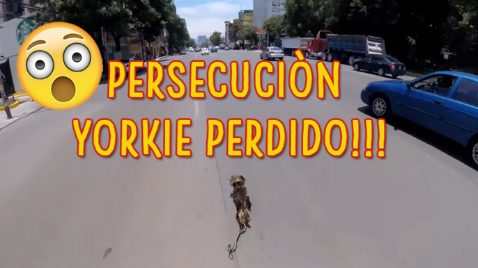 Drámatico rescate de un perro en la ciudad de México - YORKIE RESCUE!!!