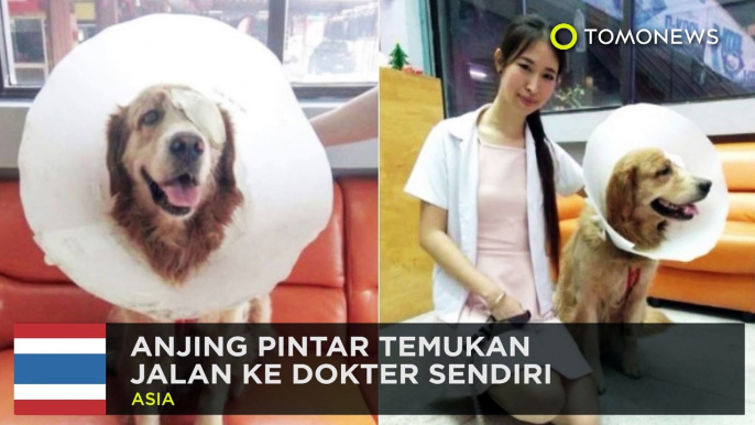 Anjing pintar: anjing lawan ular piton demi lindungi kucing - TomoNews