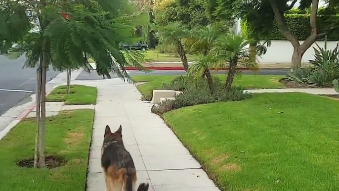 Il se cache et laisse son chien seul... Regardez la réaction du berger allemand! Adorable