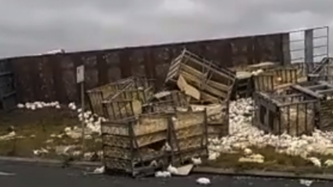 Truck Carrying Thousands of Chickens Crashes on Victoria Highway