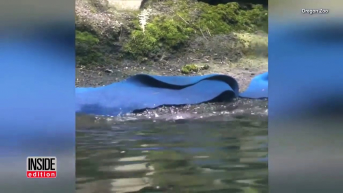 2 Baby Otters Show Off Their Skills After Graduating Swim Lessons at Zoo