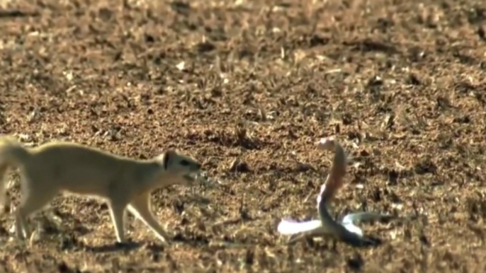 snake vs mongoose fight to death  Mongoose Attack and killing Black Mamba Snake  - amazing animal fighting scense